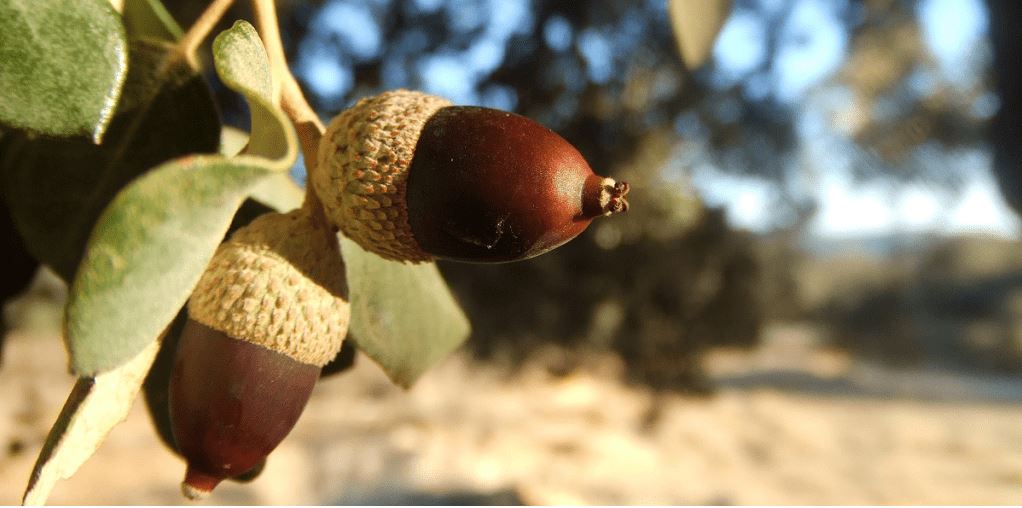 Jamón de Bellota 100% Ibérico – Handgesneden (100 g)