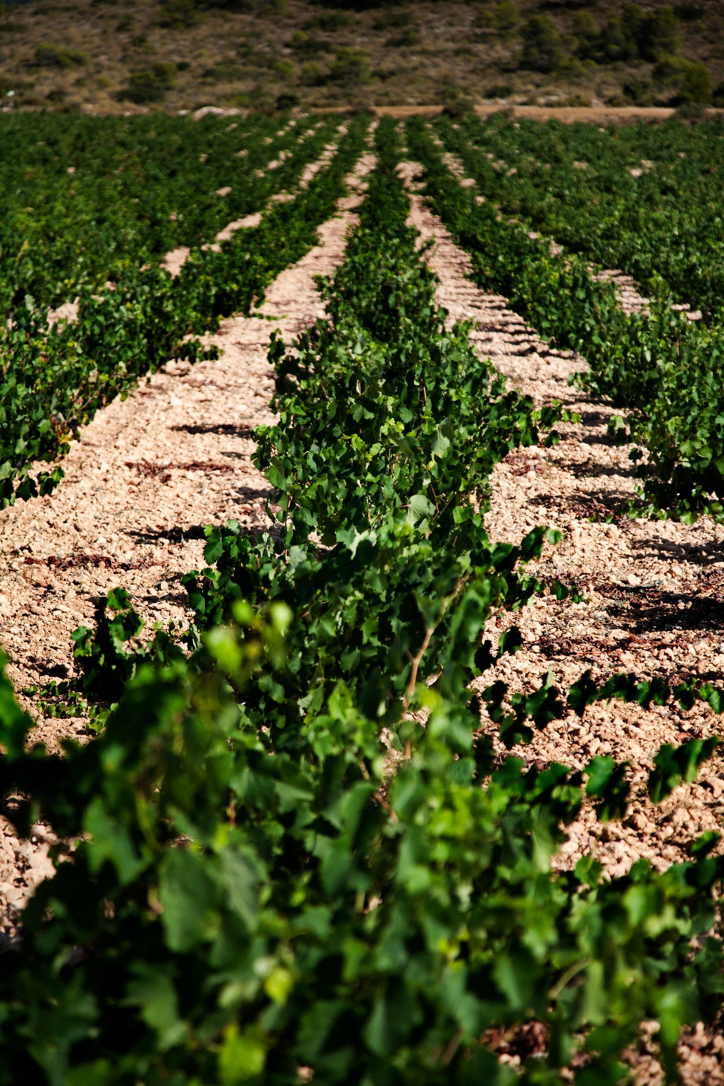 Lady B 2023 – Biologische Rode Wijn (D.O. Yecla)