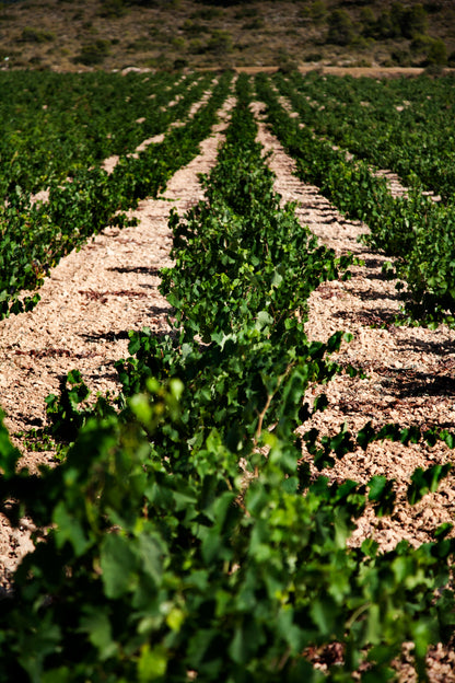 Lady B 2023 – Biologische Rode Wijn (D.O. Yecla)