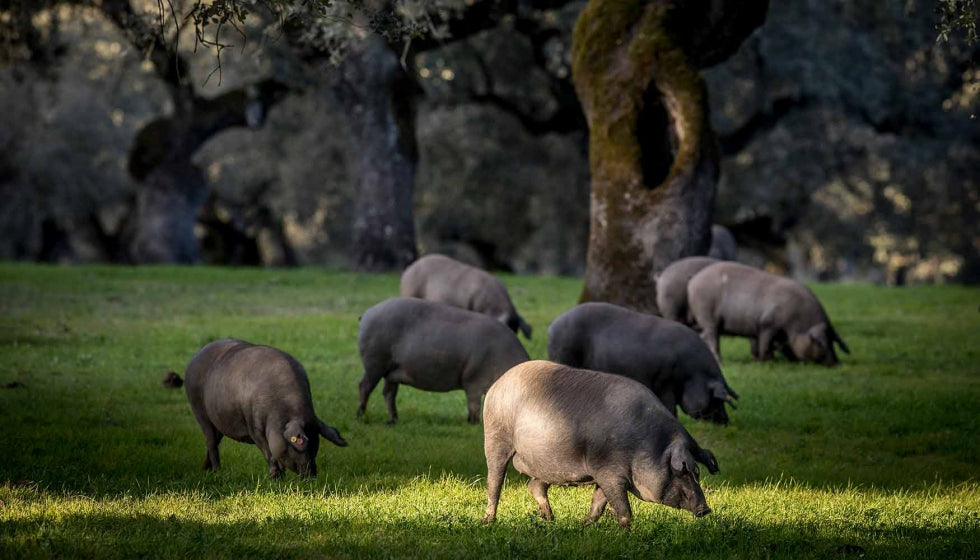 Jamón de Bellota 100% Ibérico – Handgesneden (100 g)