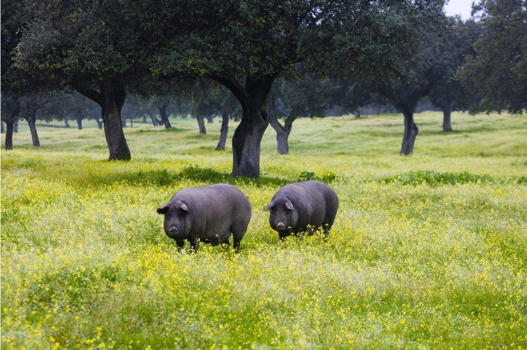 Jamón de Bellota 100% Ibérico – Handgesneden (100 g)