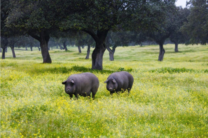 Jamón de Bellota 100% Ibérico – Handgesneden (100 g)
