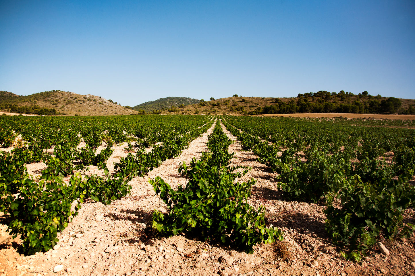 Lady B 2023 – Biologische Rode Wijn (D.O. Yecla)