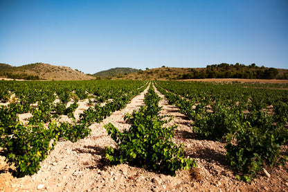 Lady B 2023 – Biologische Rode Wijn (D.O. Yecla)