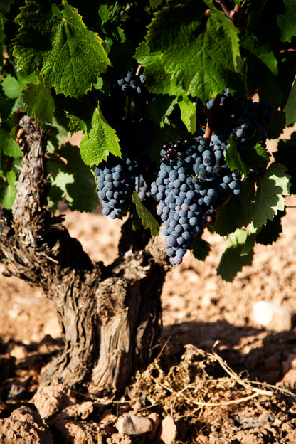 Lady B 2023 – Biologische Rode Wijn (D.O. Yecla)